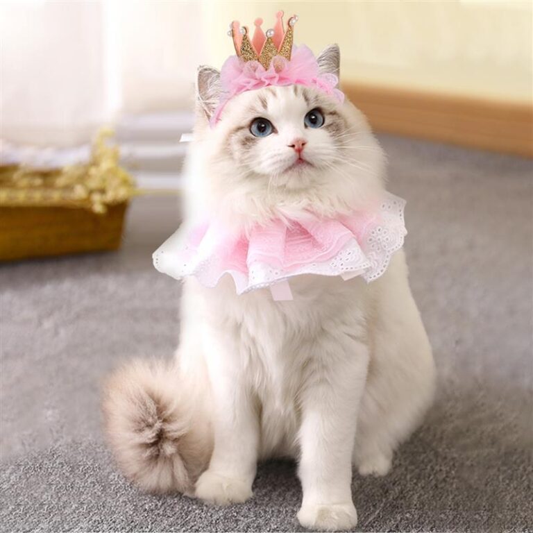 How to Choose Cat Costumes for Your Wedding: The Only Guide You Need