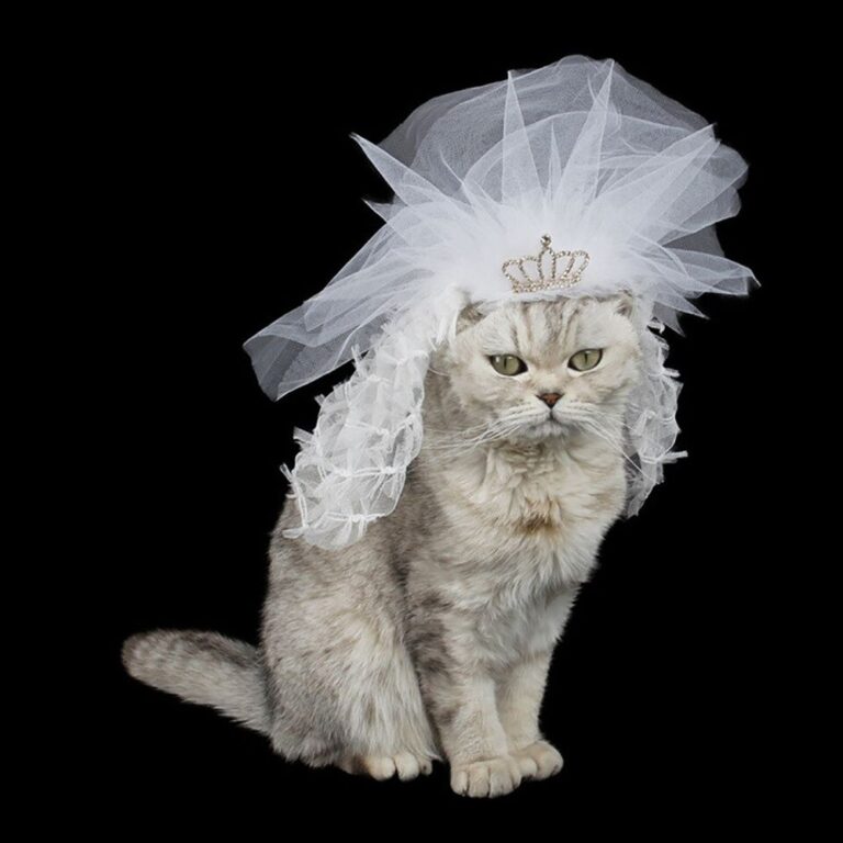 How to Choose Cat Costumes for Your Wedding: The Only Guide You Need