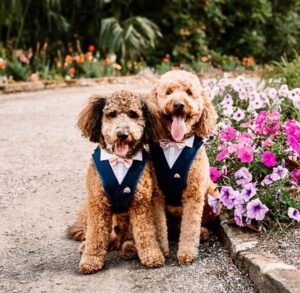 A Beginner’s Guide To Dog Costumes for Your Wedding: Everything You ...