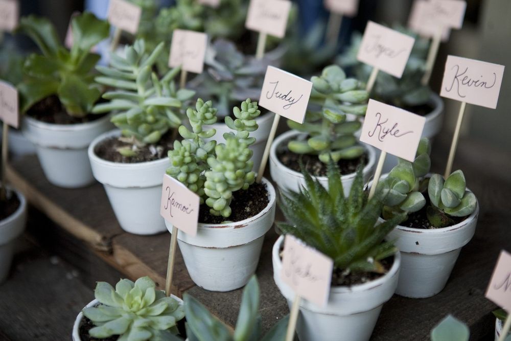 wedding-favours-plants